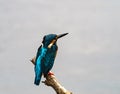 Sri Lanka - Uda Walawe NP - Ceylon Blue Eared Kingfisher Royalty Free Stock Photo