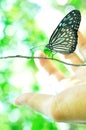 Ceylon blue glassy tiger butterfly - Ideopsis similis, hand, insect, beauty in Nature, Mobile phone wallpaper, vertical