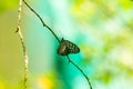 Ceylon blue glassy tiger butterfly