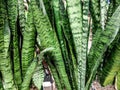 Ceylon bowstring-hemp plant. Sansevieria zeylanica