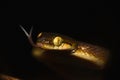 Ceylon Cat Snake, Boiga ceylonensis, Matheran, Maharashtra, India