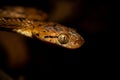 Ceylon Cat Snake, Boiga ceylonensis