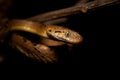 Ceylon Cat Snake, Boiga ceylonensis