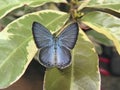 Ceylon Cerulean Butterfly