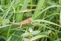 ceylon chameleon or tree lizard on grass Royalty Free Stock Photo