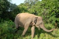 Ceylon elephant running in the wild