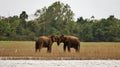 Ceylon elephants in harmony (elephas maximums ) Royalty Free Stock Photo