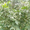 Ceylon fruit plant tree branch leaves