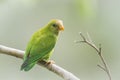 Ceylon Hanging-Parrot in Ella, Sri Lanka