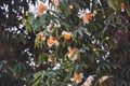 The Ceylon ironwood or Indian rose chestnut