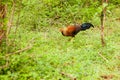 Ceylon Junglefow Sri Lankan national bird