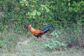 Ceylon Junglefowl, Gallus lafayetii, Sri Lanka