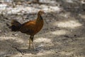 Ceylon Junglefowl - Gallus lafayettii