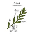Ceylon leadwort, or chitrak Plumbago zeylanica , medicinal plant