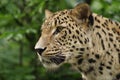 Ceylon leopard Royalty Free Stock Photo