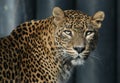 Ceylon Leopard Royalty Free Stock Photo