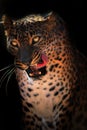 Ceylon leopard on the black background with open mouth