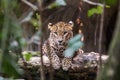 Ceylon leopard lying on a wooden log Royalty Free Stock Photo