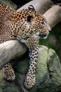 Ceylon leopard, Panthera pardus kotiya Royalty Free Stock Photo