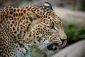 Ceylon leopard, Panthera pardus kotiya Royalty Free Stock Photo