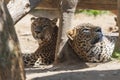 Ceylon Leopard - Panthera pardus kotiya Royalty Free Stock Photo