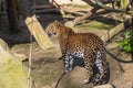 Ceylon Leopard - Panthera pardus kotiya hiding from the sun Royalty Free Stock Photo