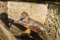 Ceylon Leopard - Panthera pardus kotiya hiding from the sun Royalty Free Stock Photo
