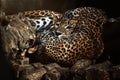 Ceylon leopard (Panthera pardus kotiya) under siege of two kittens