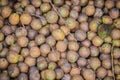 Ceylon Oak fruits or Kusum fruits (Schleichera oleosa) for sale at the local market. Schleichera oleosa, in Thailand this fruit is Royalty Free Stock Photo