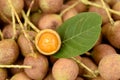 Ceylon oak (Schleichera oleosa (Lour.) Merr.