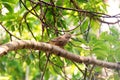 Ceylon Rufous Babbler Royalty Free Stock Photo