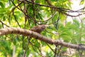 Ceylon Rufous Babbler Royalty Free Stock Photo