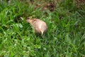 Ceylon Rufous Babbler Royalty Free Stock Photo