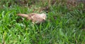 Ceylon Rufous Babbler Royalty Free Stock Photo