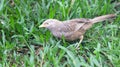 Ceylon Rufous Babbler Royalty Free Stock Photo