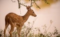 Ceylon spotted deer approaching the waterhole in the evening. Beautiful wild animals in the Yala national park