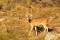 Ceylon spotted deer Axis axis ceylonensis in Yala National Park