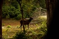 Ceylon Spotted Deer , Wilpattu National Park, Sri Lanka