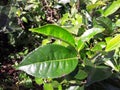 Mature Ceylon Tea Leaf in Green