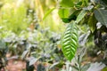 Ceylon tea green leaves closeup view Royalty Free Stock Photo