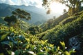 ceylon tea harvest concept