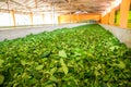 Ceylon tea leaves drying process