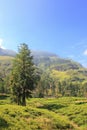 Ceylon tea plantation in Sri Lanka Royalty Free Stock Photo