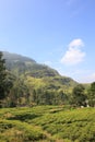 Ceylon tea plantation in Sri Lanka Royalty Free Stock Photo