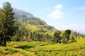 Ceylon tea plantation in Sri Lanka Royalty Free Stock Photo