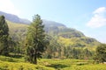 Ceylon tea plantation in Sri Lanka Royalty Free Stock Photo