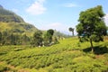 Ceylon tea plantation in Sri Lanka Royalty Free Stock Photo