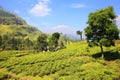 Ceylon tea plantation in Sri Lanka Royalty Free Stock Photo