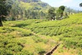 Ceylon tea plantation in Sri Lanka Royalty Free Stock Photo