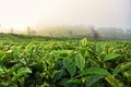 Ceylon Tea (Sri Lankan Tea) Estate morning sun rise